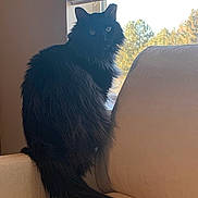 Onyx joined the competition — help win amazing prizes! cat, black_cat, fluffy, sitting, couch, indoor, window, natural_light, pet, animal, feline, fur, tail, ears, looking, home, cozy, relaxed, domestic, side_view