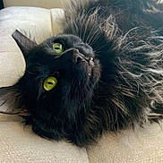 Onyx is registered to the contest to win money with this photo: animal, black_cat, cat, close_up, curious, cute, eye_contact, feline, fluffy, fur, indoors, lying_down, pet, portrait, relaxed, resting, soft_light, texture, whiskers, yellow_eyes