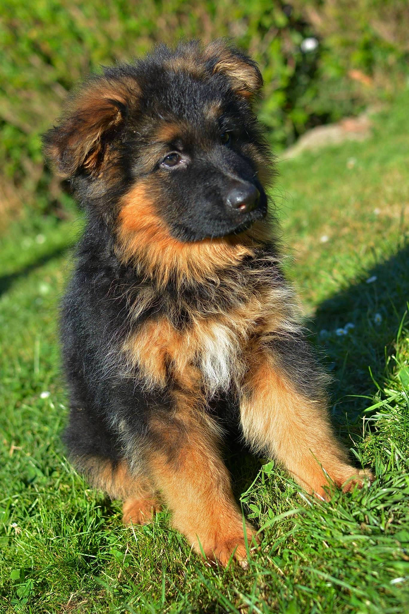 Malko participe au concours pour gagner de l'argent avec cette photo : canidae, carnivore, companion_dog, dog, dog_breed, fawn, fur, german_shepherd_dog, grass, guard_dog, paw, plant, puppy, snout, sporting_group, terrestrial_animal, whiskers, wildlife, working_dog