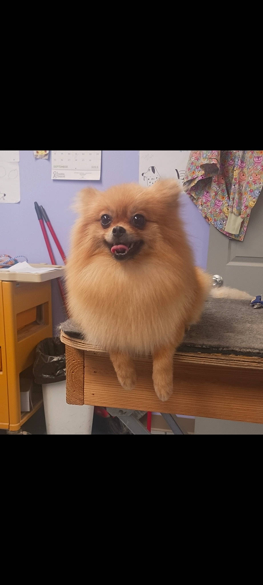 Mocha joined the competition — help win amazing prizes! canidae, carnivore, cat, companion_dog, dog, dog_breed, fawn, felidae, fur, german_spitz, german_spitz_klein, non_sporting_group, snout, spitz, table, tail, toy_dog, whiskers, wood, working_animal