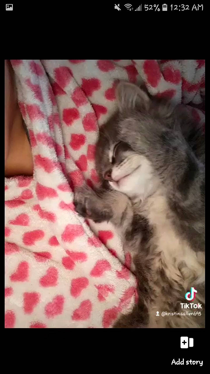 Morty is registered to the contest to win money with this photo: carnivore, cat, comfort, companion_dog, couch, domestic_short_haired_cat, felidae, font, fur, grey, magenta, pattern, paw, photo_caption, pillow, rectangle, small_to_medium_sized_cats, tail, textile, whiskers