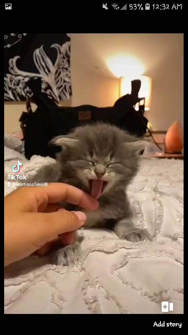 Morty is registered to the contest to win money with this photo: bedding, carnivore, cat, claw, comfort, domestic_short_haired_cat, felidae, flooring, fur, gesture, linens, nail, paw, photo_caption, room, small_to_medium_sized_cats, tail, whiskers, wool