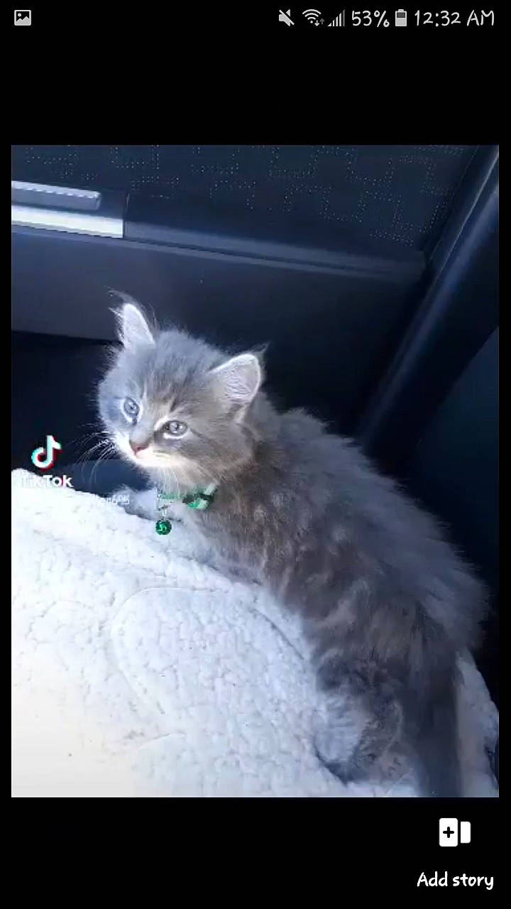 Morty is registered to the contest to win money with this photo: box, carnivore, cat, claw, comfort, domestic_short_haired_cat, felidae, fur, paw, photo_caption, ragdoll, small_to_medium_sized_cats, snout, tail, whiskers, window