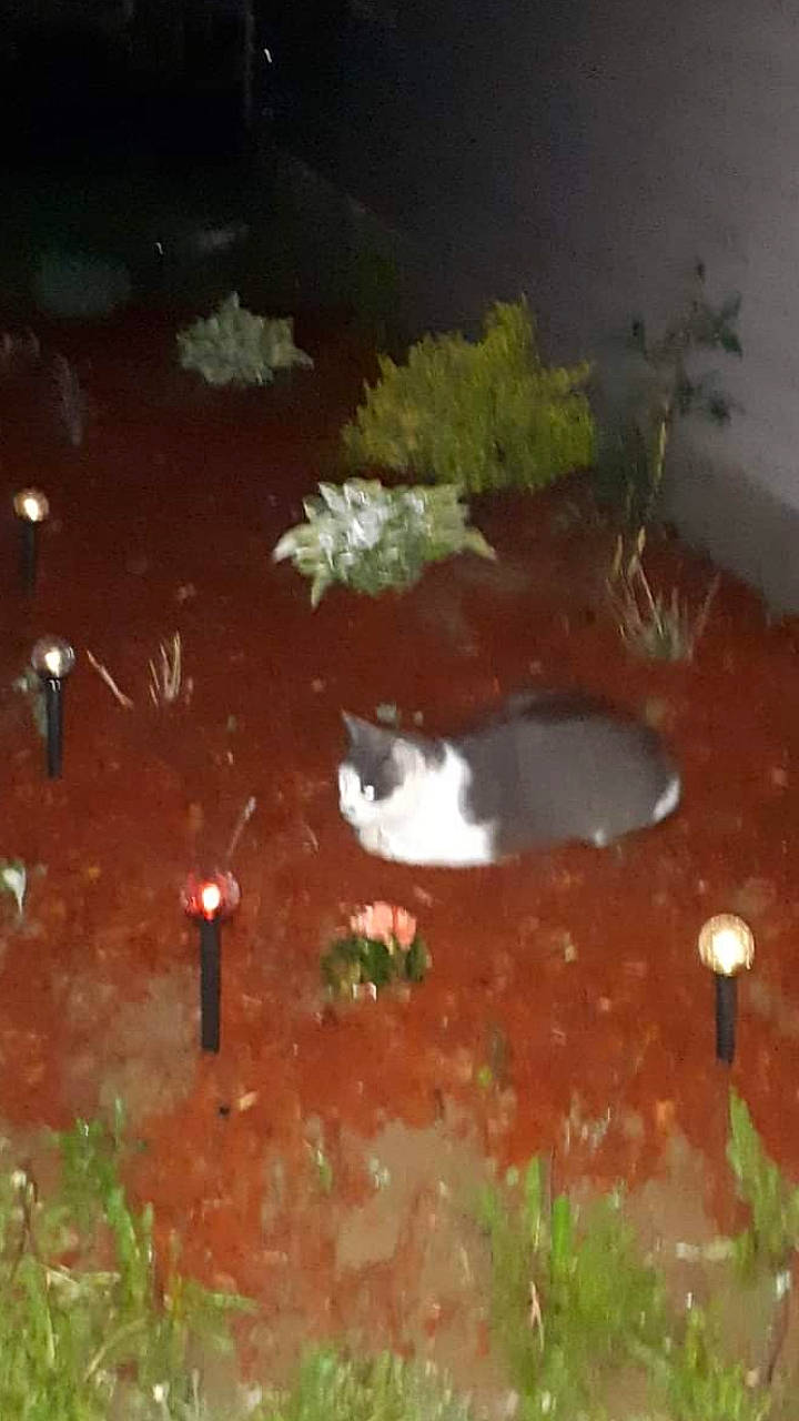 Gilbert is registered to the contest to win money with this photo: aquatic_plant, bog, coquelicot, fish, grass, landscape, natural_landscape, night, plant, reflection, smoke, soil, soup, still_life_photography, water