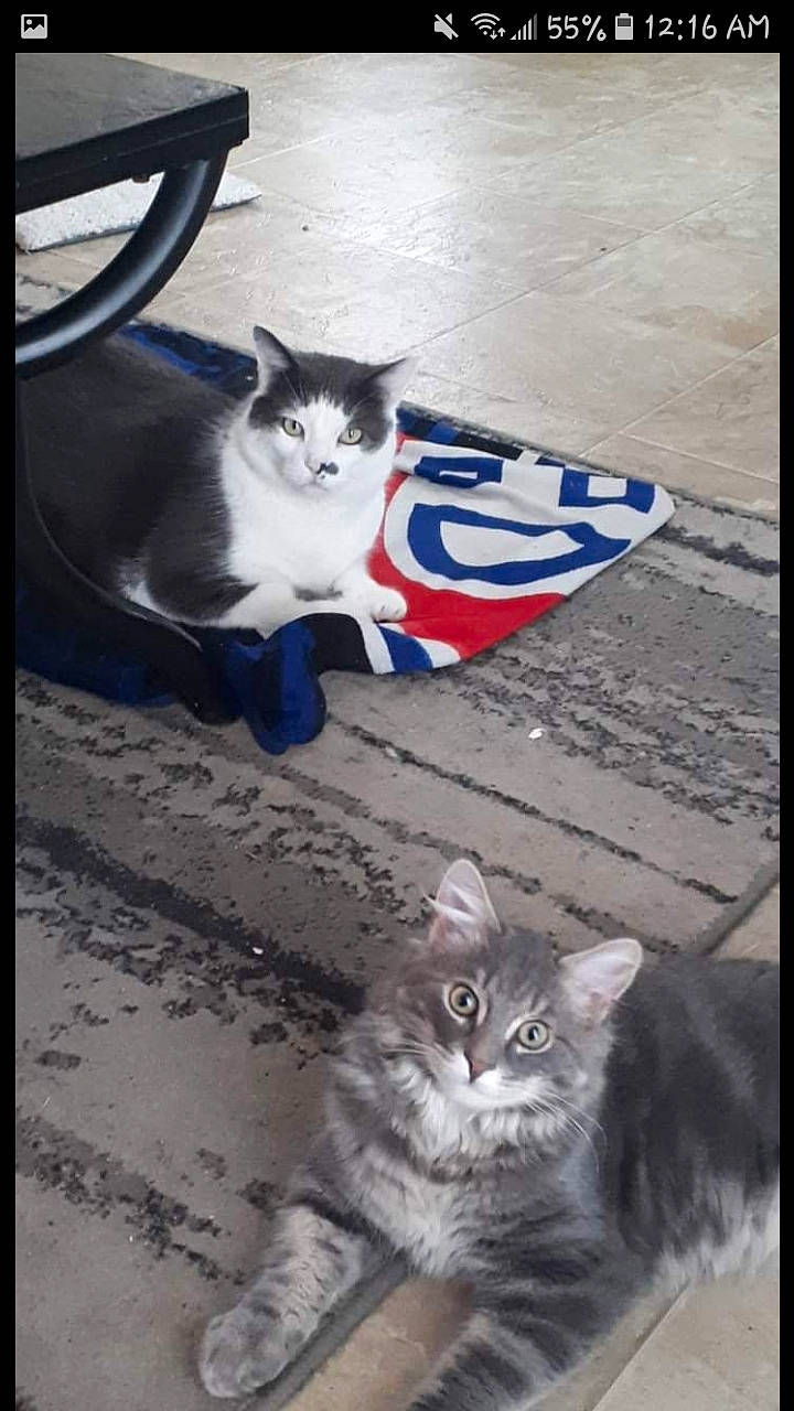 Gilbert joined the competition — help win amazing prizes! blue, carnivore, cat, domestic_short_haired_cat, electric_blue, felidae, flooring, fur, light, paw, photo_caption, photograph, rectangle, road_surface, sand, shadow, small_to_medium_sized_cats, tail, whiskers, white