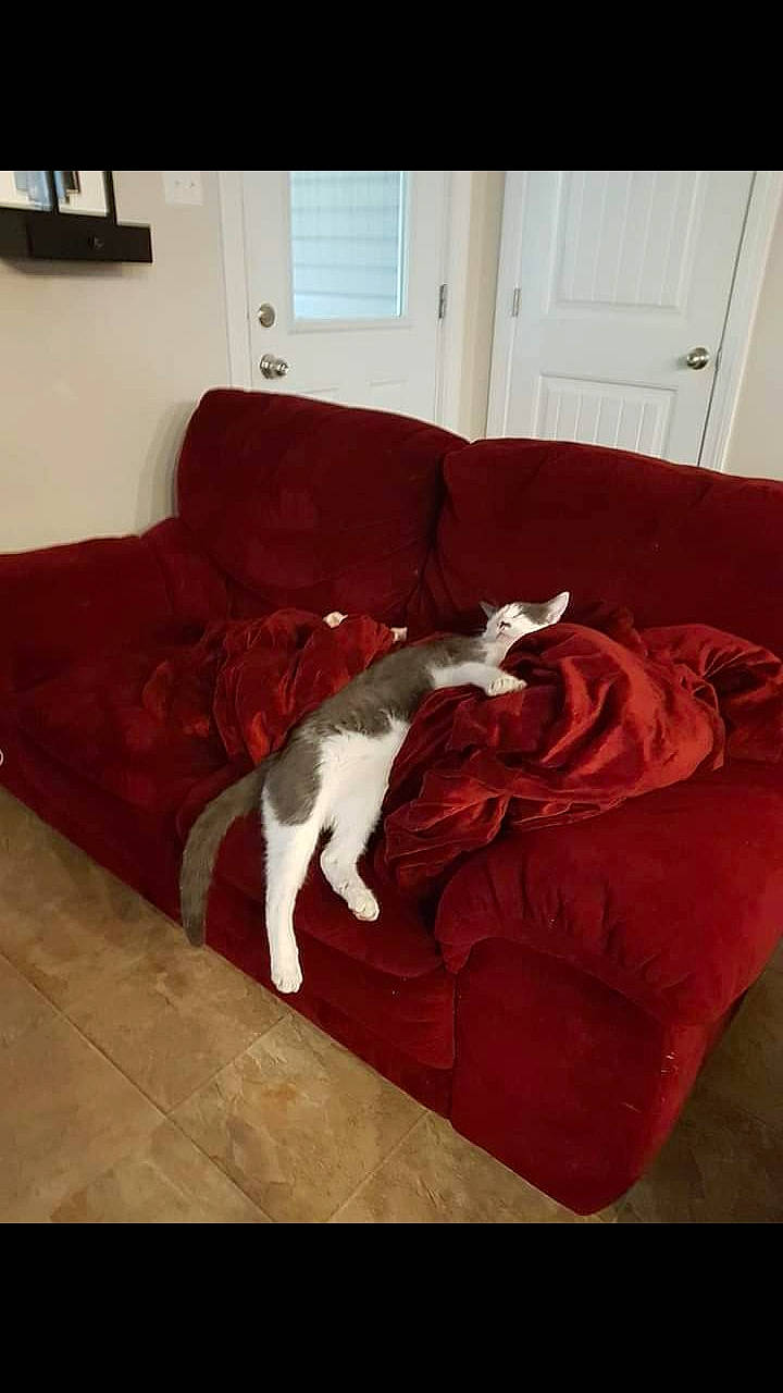 Gilbert joined the competition — help win amazing prizes! brown, carnivore, cat, comfort, companion_dog, couch, dog_breed, fawn, felidae, floor, flooring, furniture, hardwood, living_room, mammal, room, small_to_medium_sized_cats, tail, vertebrate, wood