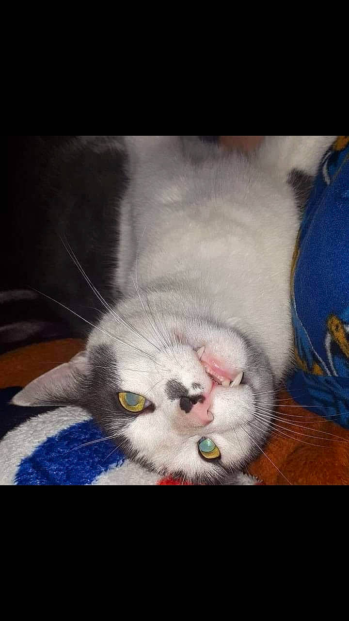 Gilbert is registered to the contest to win money with this photo: art, carnivore, cat, claw, cloud, comfort, domestic_short_haired_cat, ear, eyelash, felidae, fur, grey, nap, paw, photo_caption, sleep, small_to_medium_sized_cats, snout, tail, whiskers