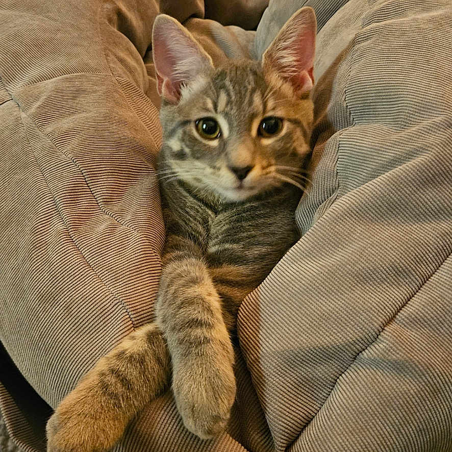 Smokey is registered to the contest to win money with this photo: animal, bean_bag, carpet, cat, comfortable, cozy, cushion, cute, domestic_cat, feline, fur, indoor, paws, pet, relaxed, resting, soft, striped, tabby, wood_floor