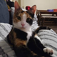 Zora participe au concours pour gagner de l'argent avec cette photo : cat, calico, pet, animal, indoor, blanket, furniture, cozy, relaxing, curious, whiskers, ears, tail, floor, couch, home, domestic, closeup, soft, fur