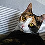 cat, calico_cat, pet, animal, feline, yellow_eyes, whiskers, close_up, striped_fabric, indoor, cute, fur, ears, face, looking, resting, domestic_animal, adorable, soft, attention