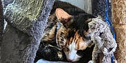 Zora participe au concours pour gagner de l'argent avec cette photo : cat, calico_cat, sleeping, cat_tree, toy, plush, furniture, indoor, pet, animal, resting, cozy, soft, floor, paw, whiskers, ears, cute, relaxed, home