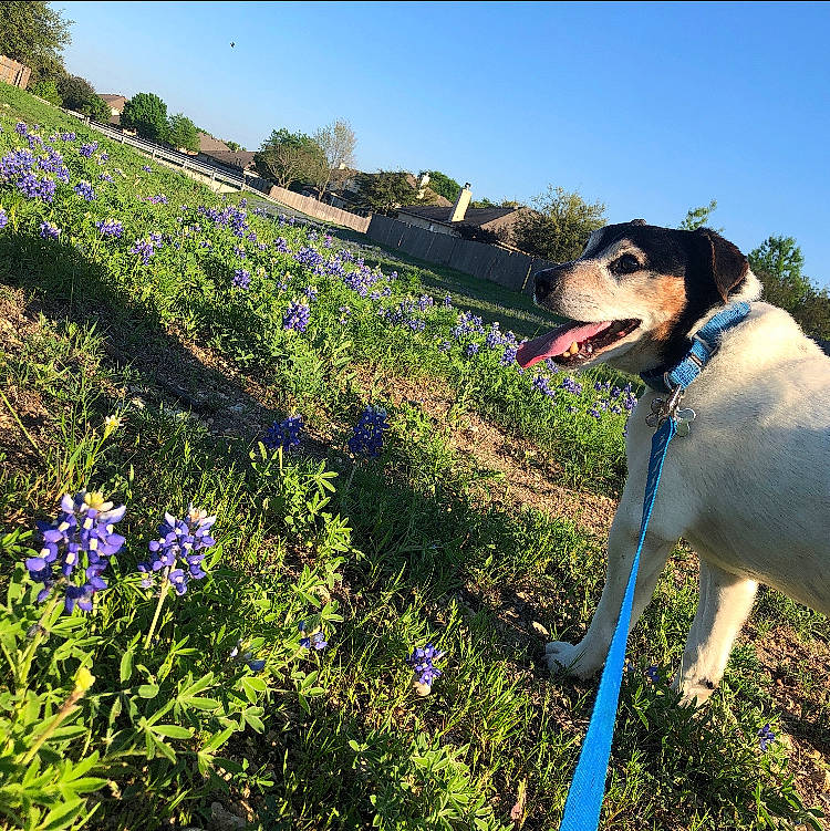Chato is registered to the contest to win money with this photo: adventure, bluebonnet, canidae, carnivore, dog, dog_breed, dog_walking, flower, garden, grass, lupin, mountain, plant, rat_terrier, shrub, sky, spring, walking, wilderness, wildflower