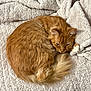 cat, orange_cat, fluffy, curled_up, sleeping, pet, feline, cozy, blanket, soft_texture, indoor, resting, cute, animal, fur, tail, whiskers, relaxed, comfort, nap