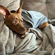 Cholita is registered to the contest to win money with this photo: dog, brown_dog, blanket, cozy, soft_texture, ears, shirt, couch, indoor, pet, resting, fur, animal, portrait, looking_away, comfort, cute, domestic_animal, warm, relaxed