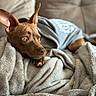 dog, brown_dog, blanket, cozy, soft_texture, ears, shirt, couch, indoor, pet, resting, fur, animal, portrait, looking_away, comfort, cute, domestic_animal, warm, relaxed