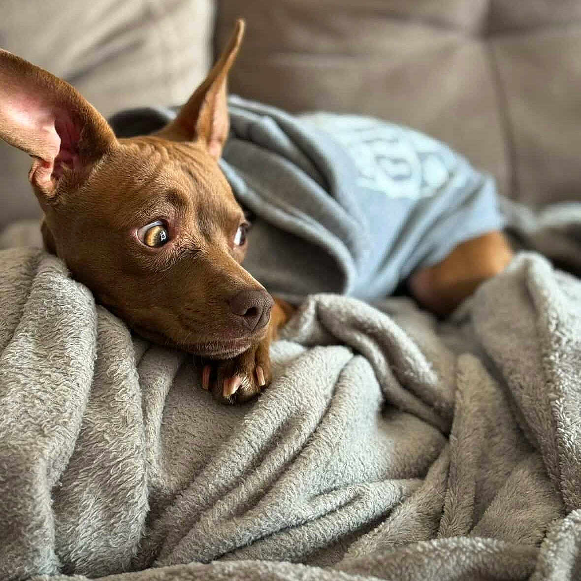 Cholita is registered to the contest to win money with this photo: dog, brown_dog, blanket, cozy, soft_texture, ears, shirt, couch, indoor, pet, resting, fur, animal, portrait, looking_away, comfort, cute, domestic_animal, warm, relaxed