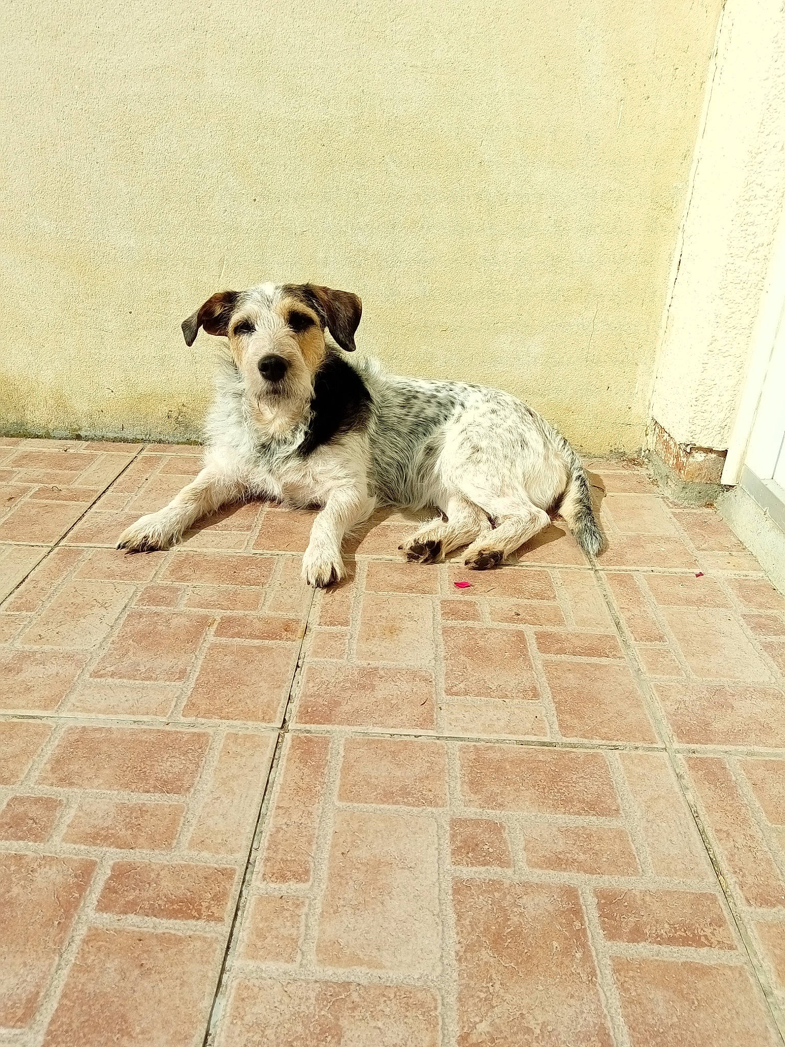 Juna participe au concours pour gagner de l'argent avec cette photo : brick, canidae, carnivore, cobblestone, companion_dog, dog, dog_breed, dog_supply, door, fawn, flagstone, floor, flooring, road_surface, sidewalk, snout, sporting_group, tail, terrier, working_animal