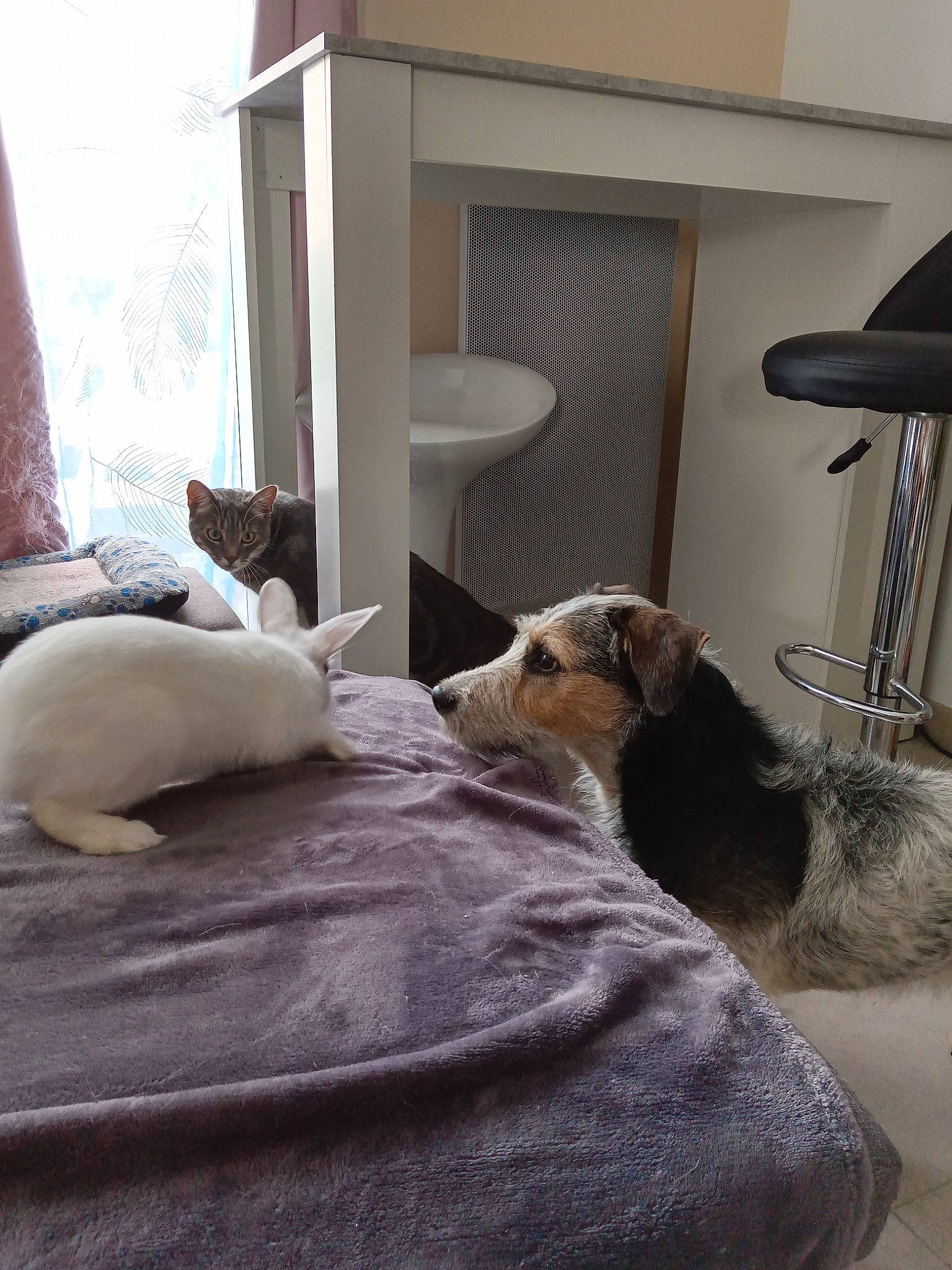 Juna a rejoint le concours — aidez-le/la à gagner de superbes lots ! bedding, canidae, carnivore, cat, comfort, companion_dog, dog, dog_breed, fawn, flooring, grey, hardwood, interior_design, lamp, linens, nap, room, sporting_group, window, wood