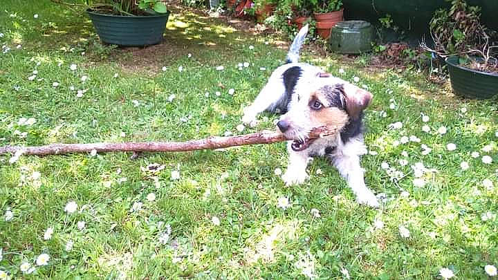 Juna participe au concours pour gagner de l'argent avec cette photo : carnivore, collar, companion_dog, dog, dog_breed, fawn, flower, flowerpot, garden, gardening, grass, groundcover, lawn, plant, shrub, sporting_group, tail, working_animal, working_dog, yard