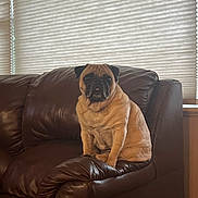 Murphee is registered to the contest to win money with this photo: dog, pug, leather_couch, indoor, pet, sitting, brown, window_blinds, furniture, animal, cute, face, fur, companion, cozy, relaxed, domestic, portrait, house, home