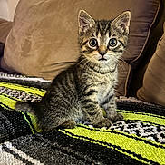 Hazel is registered to the contest to win money with this photo: alert, animal, blanket, cat, couch, cozy, cute, domestic, eyes, fur, furniture, indoor, kitten, pet, sitting, small, striped, tabby, whiskers, young