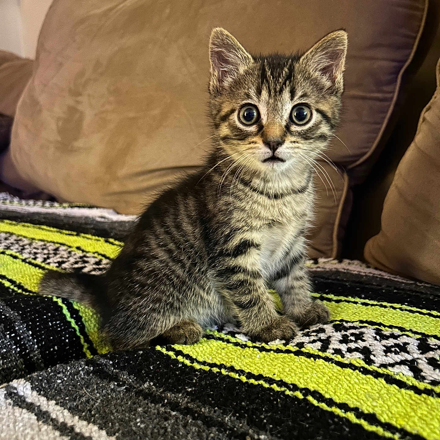 Hazel is registered to the contest to win money with this photo: alert, animal, blanket, cat, couch, cozy, cute, domestic, eyes, fur, furniture, indoor, kitten, pet, sitting, small, striped, tabby, whiskers, young
