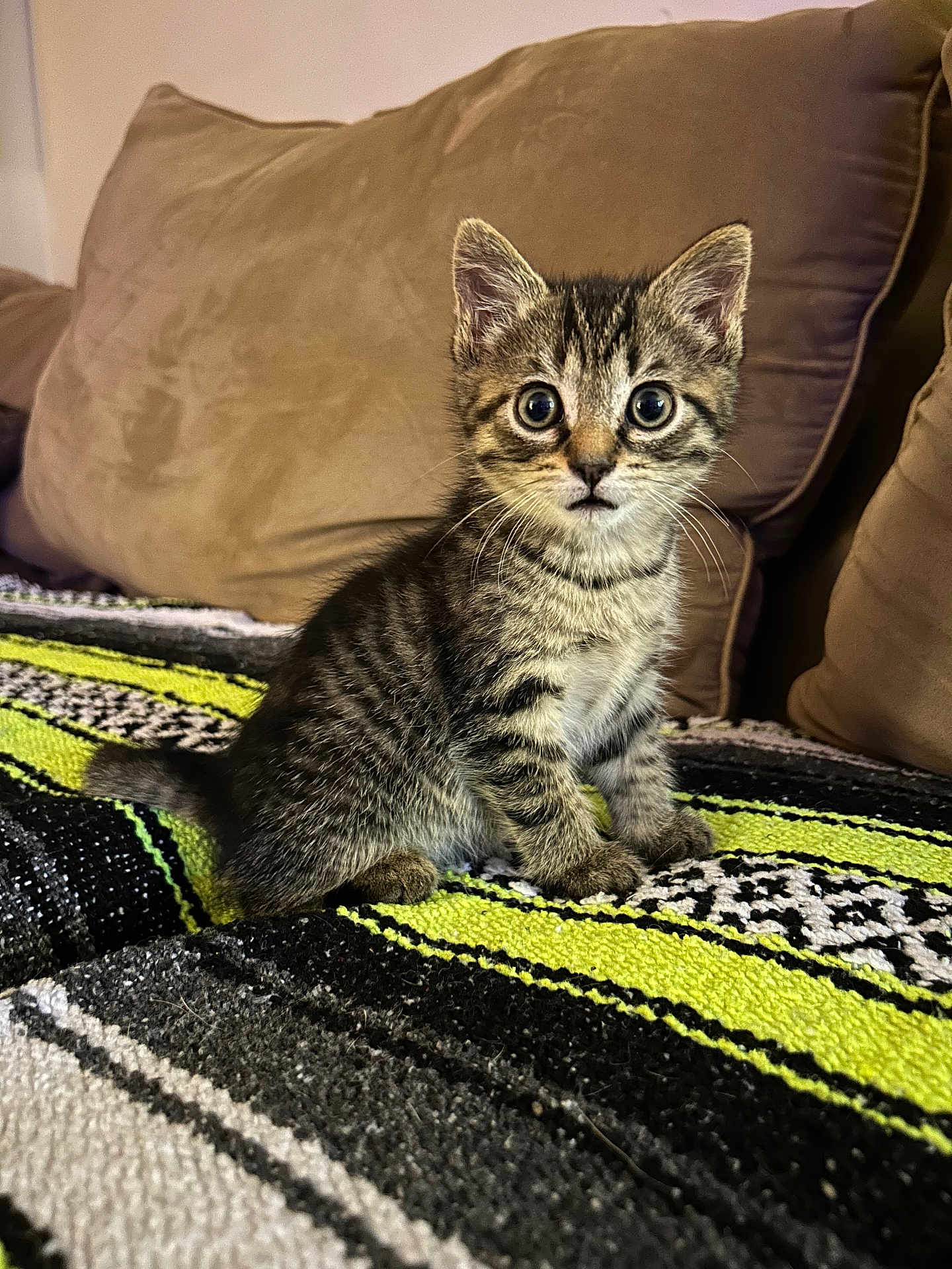 Hazel is registered to the contest to win money with this photo: alert, animal, blanket, cat, couch, cozy, cute, domestic, eyes, fur, furniture, indoor, kitten, pet, sitting, small, striped, tabby, whiskers, young