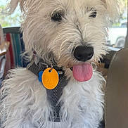 Bodhi is registered to the contest to win money with this photo: animal, canine, close_up, collar, curious, dog, domestic_animal, fluffy, fur, happy, inside_car, pet, portrait, seat, sitting, tag, tongue_out, vehicle, white_dog, window
