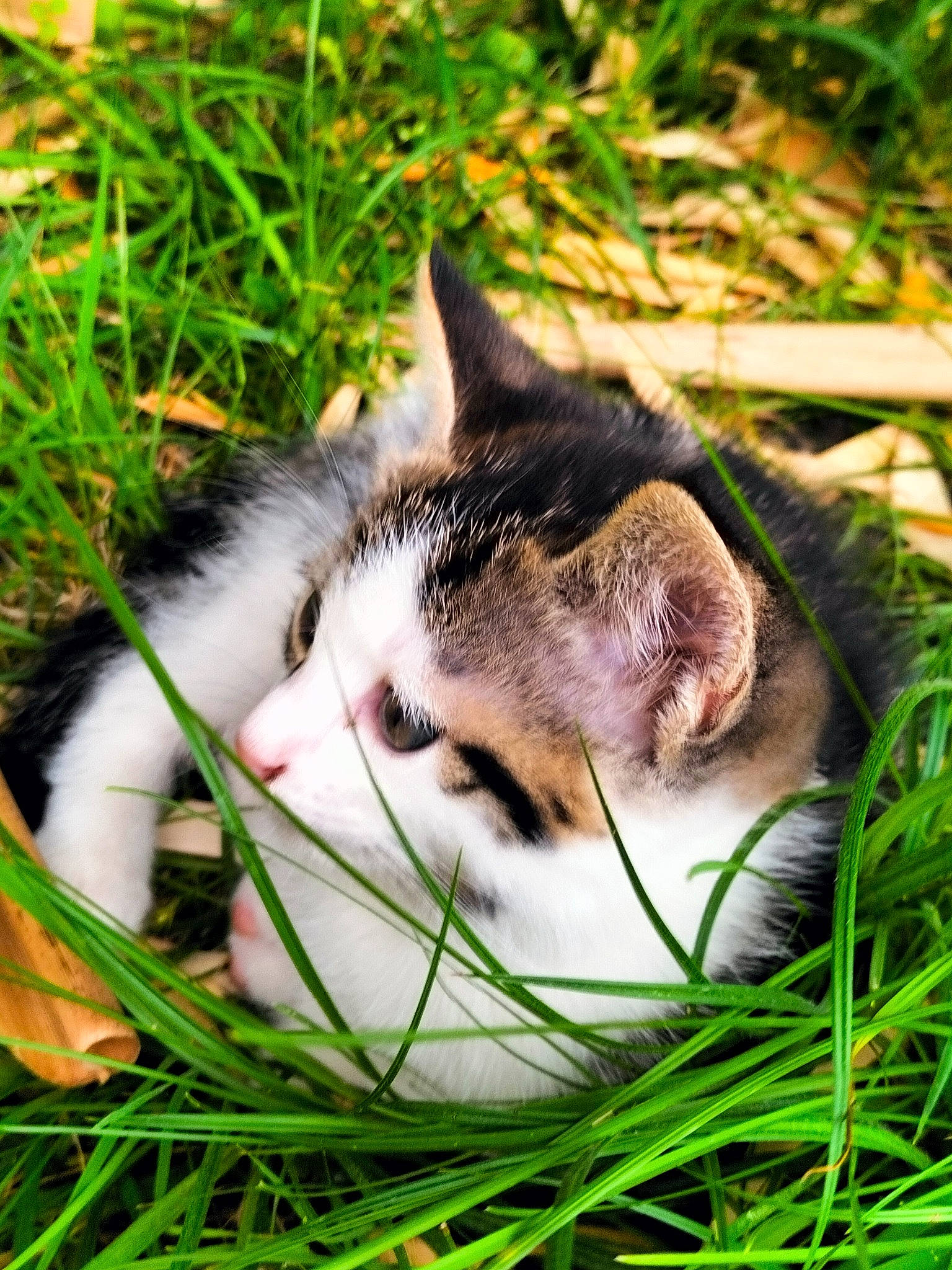 Conté participe au concours pour gagner de l'argent avec cette photo : carnivore, cat, close_up, dog_breed, domestic_short_haired_cat, fawn, felidae, fur, grass, grass_family, groundcover, lawn, plant, small_to_medium_sized_cats, snout, tail, terrestrial_animal, tree, whiskers, wildlife