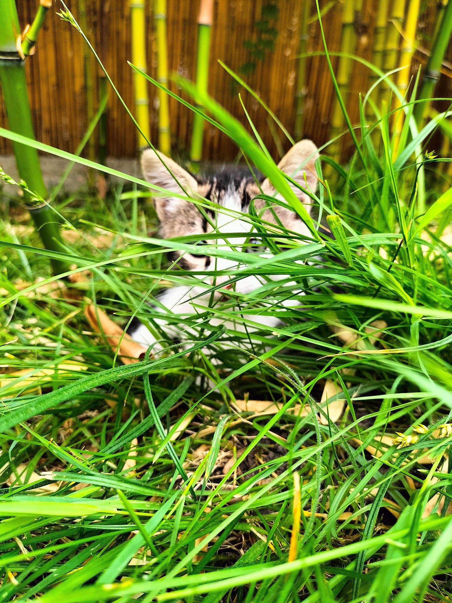 Conté participe au concours pour gagner de l'argent avec cette photo : aquatic_plant, beak, chrysopogon_zizanioides, flowering_plant, grass, grass_family, grassland, green, groundcover, herb, herbaceous_plant, plant, sedge_family, tail, terrestrial_animal, terrestrial_plant, tree, vascular_plant, wildflower, wildlife