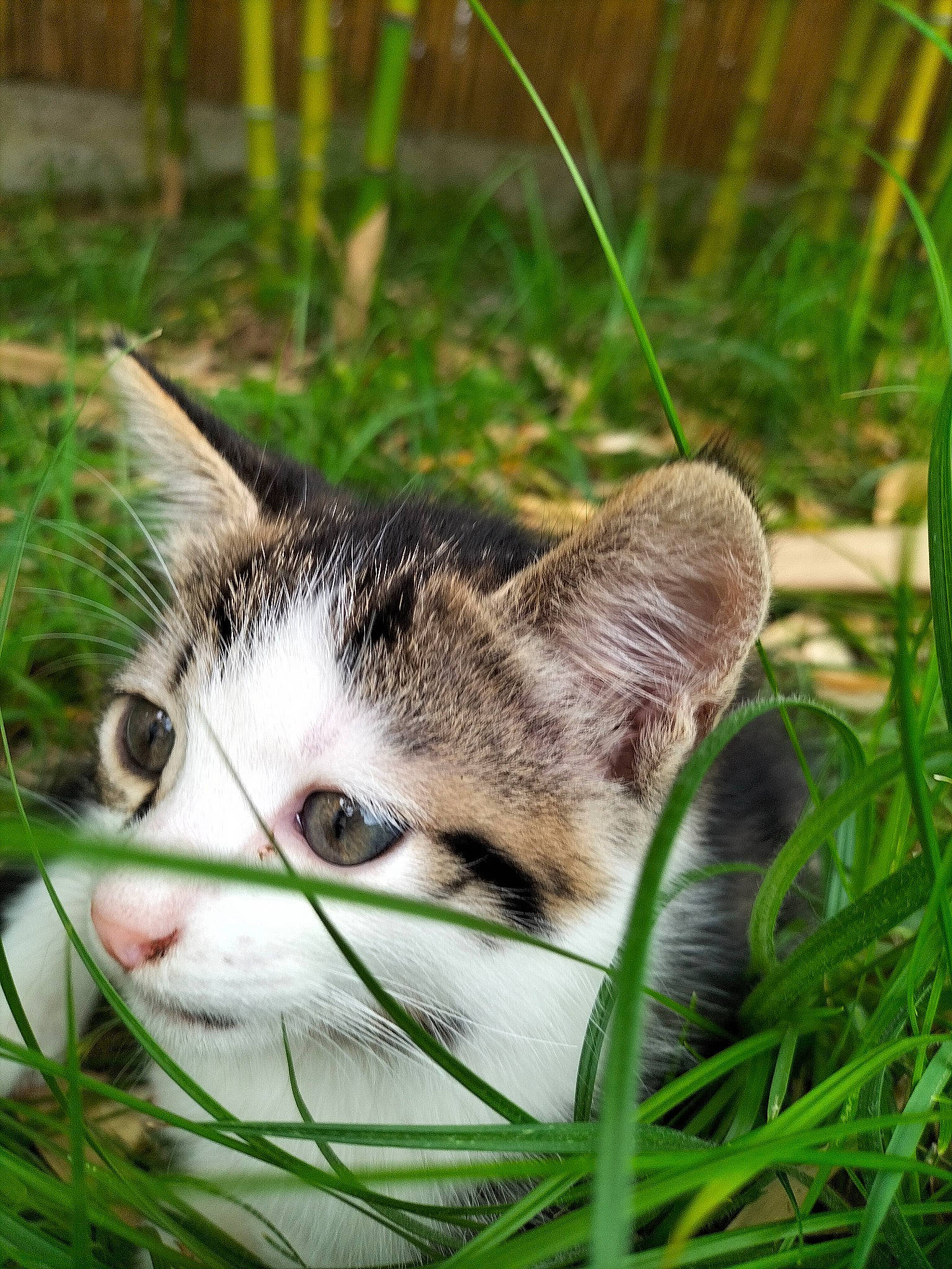 Conté a rejoint le concours — aidez-le/la à gagner de superbes lots ! carnivore, cat, close_up, domestic_short_haired_cat, felidae, fur, grass, grass_family, groundcover, plant, small_to_medium_sized_cats, snout, terrestrial_animal, terrestrial_plant, tree, vegetation, whiskers