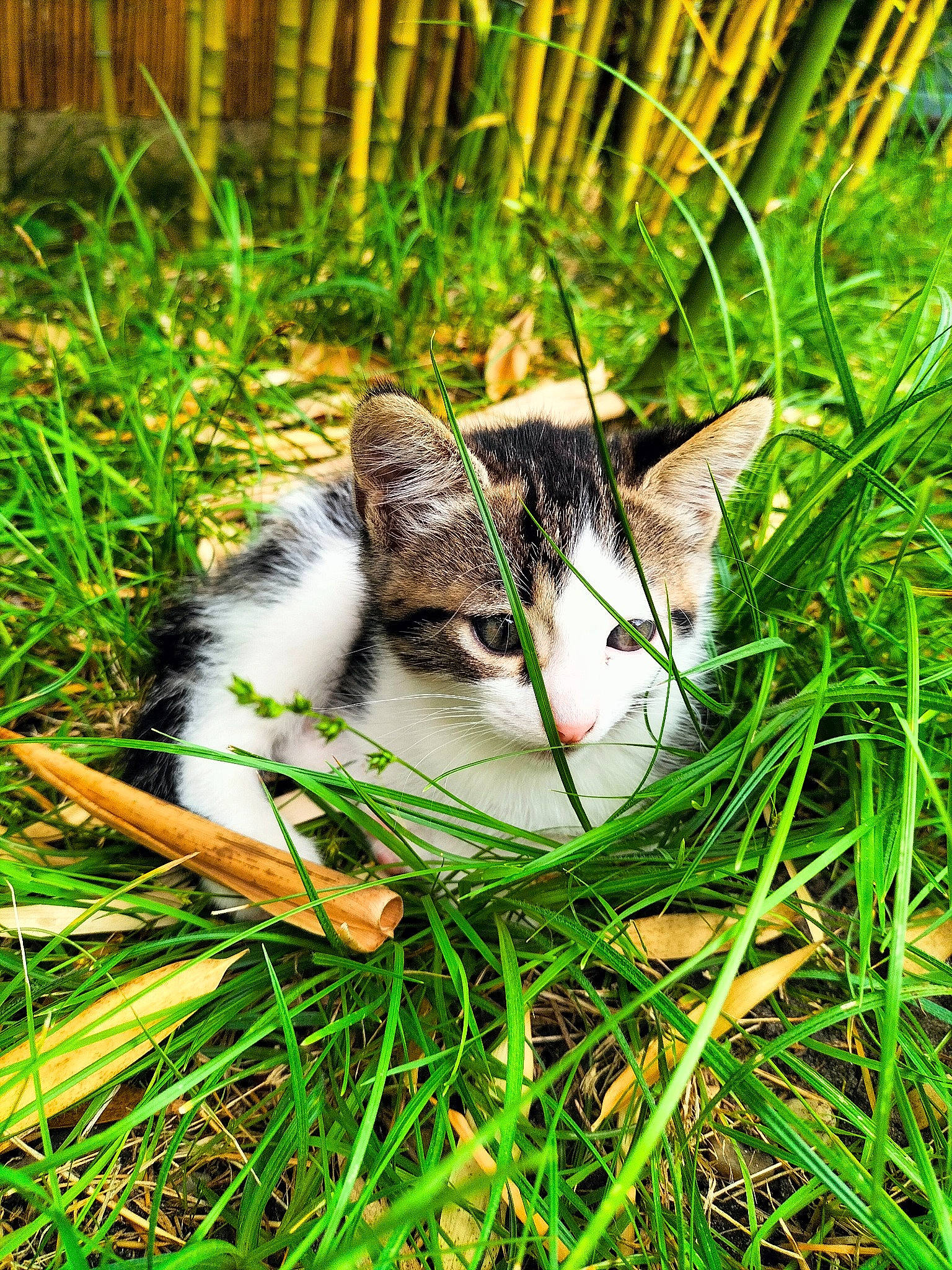 Conté participe au concours pour gagner de l'argent avec cette photo : carnivore, cat, domestic_short_haired_cat, fawn, felidae, fur, grass, grass_family, groundcover, herb, landscape, lawn, plant, small_to_medium_sized_cats, snout, tail, terrestrial_animal, whiskers, wildlife, wood