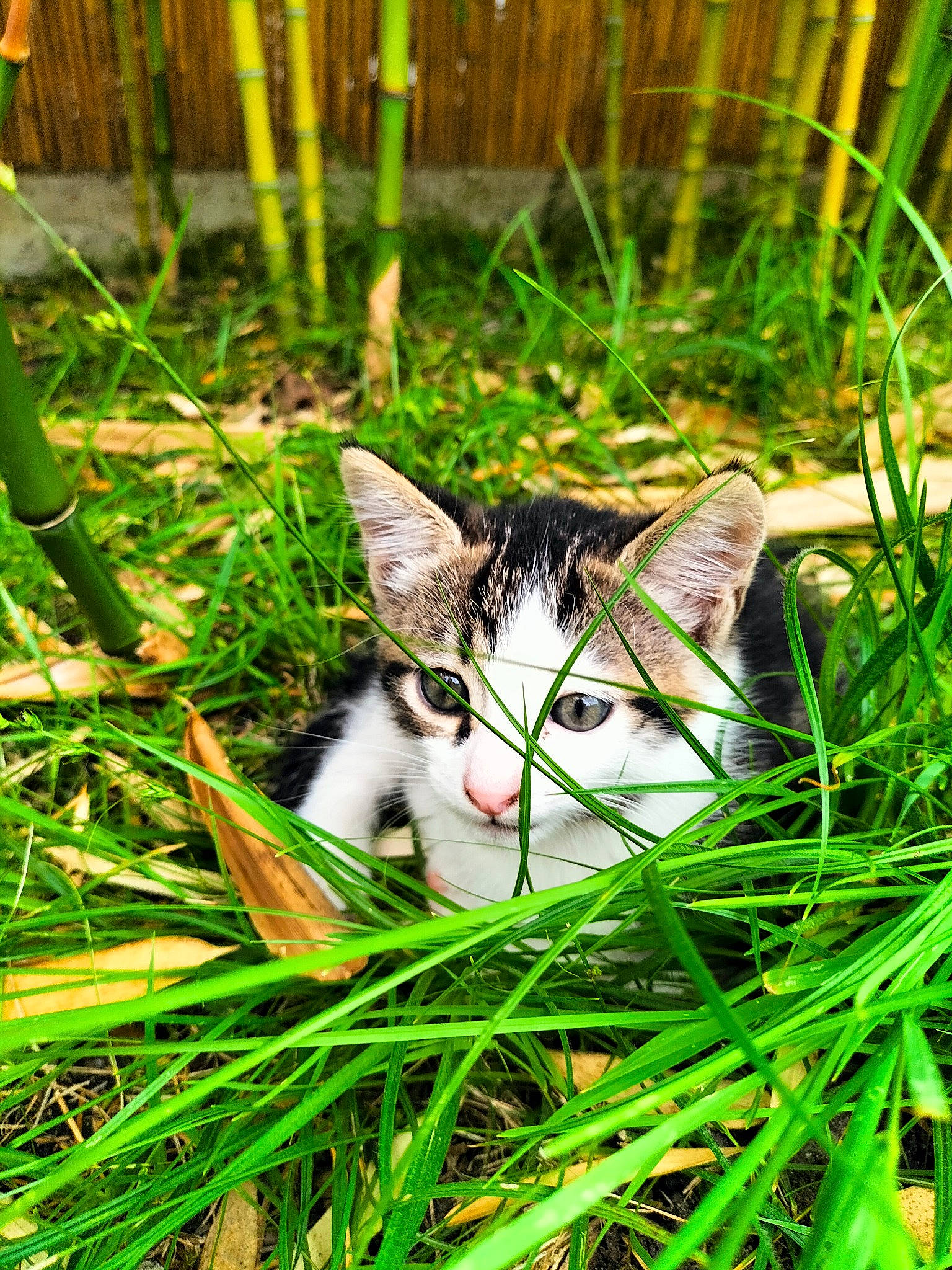 Conté a rejoint le concours — aidez-le/la à gagner de superbes lots ! botany, carnivore, cat, domestic_short_haired_cat, felidae, garden, grass, grass_family, groundcover, lawn, mammal, plant, small_to_medium_sized_cats, snout, tail, terrestrial_animal, terrestrial_plant, vegetation, vertebrate, whiskers