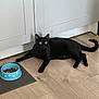 Boubou a rejoint le concours — aidez-le/la à gagner de superbes lots ! alert, animal, black_cat, blue_bowl, cabinet, cat, curious, domestic, feline, floor_mat, food_bowl, fur, household, indoor, kitchen, lying_down, pet, tail, whiskers, wooden_floor
