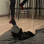 Boubou a rejoint le concours — aidez-le/la à gagner de superbes lots ! animal, black_cat, casual, cat, chair, cozy, curious, domestic, feline, floor, home, indoor, legs, pants, person, pet, relaxing, socks, table, wooden_floor