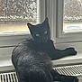 Boubou participe au concours pour gagner de l'argent avec cette photo : animal, black_cat, cat, closeup, cozy, curious, daylight, feline, fur, gaze, home, indoor, pet, radiator, rain, raindrops, relaxed, white, window, windowsill