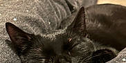 Boubou participe au concours pour gagner de l'argent avec cette photo : animal, black_cat, cat, clothing, comfort, cozy, cute, domestic, ears, fabric, fur, indoor, jeans, nap, pet, relaxation, resting, sleeping, soft, whiskers