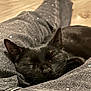 animal, black_cat, cat, clothing, comfort, cozy, cute, domestic, ears, fabric, fur, indoor, jeans, nap, pet, relaxation, resting, sleeping, soft, whiskers