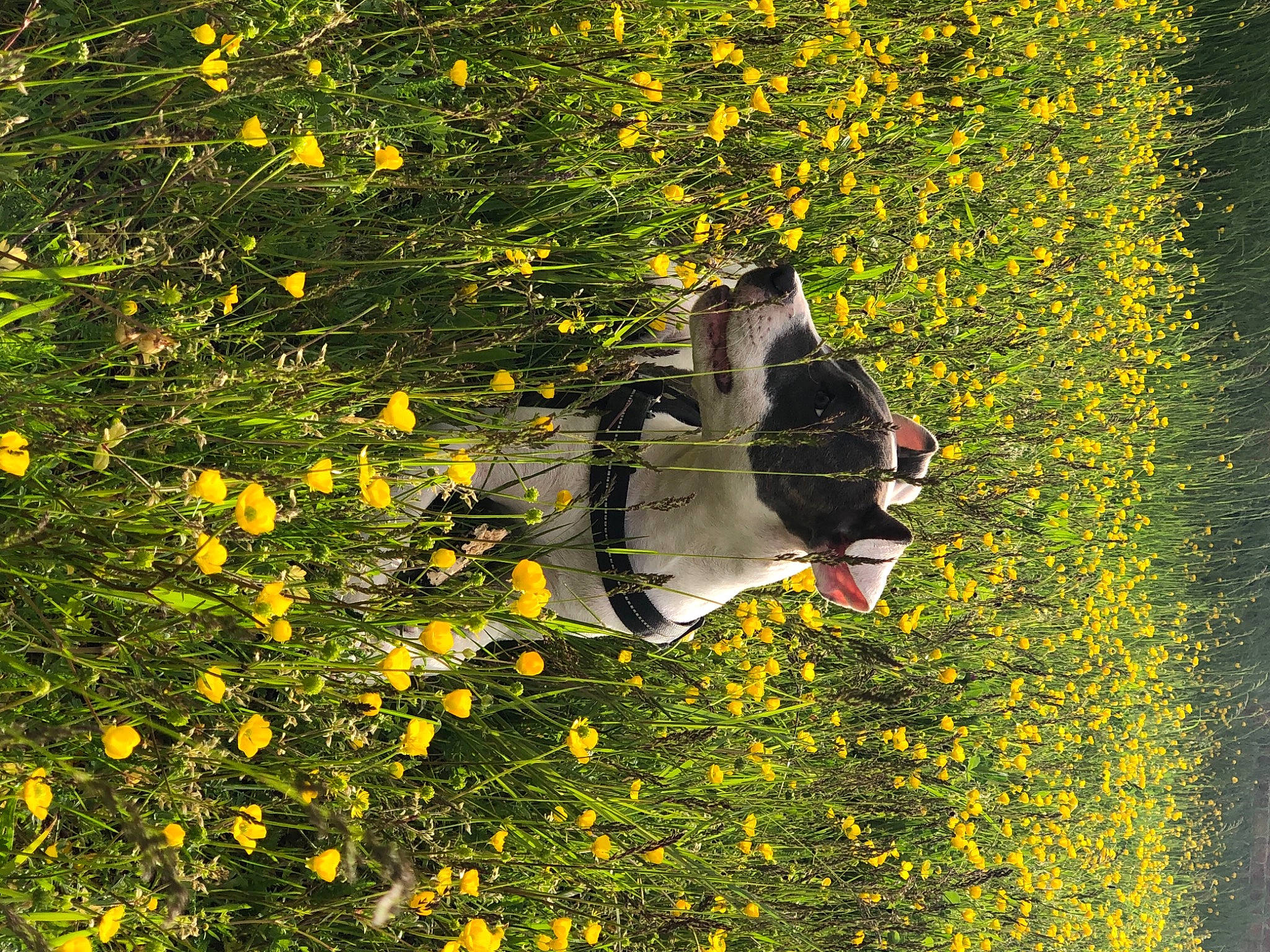Enza participe au concours pour gagner de l'argent avec cette photo : beak, botany, branch, deciduous, field, flower, flowering_plant, grass, grassland, groundcover, landscape, lawn, meadow, natural_landscape, people_in_nature, plant, shrub, tints_and_shades, tree, yellow