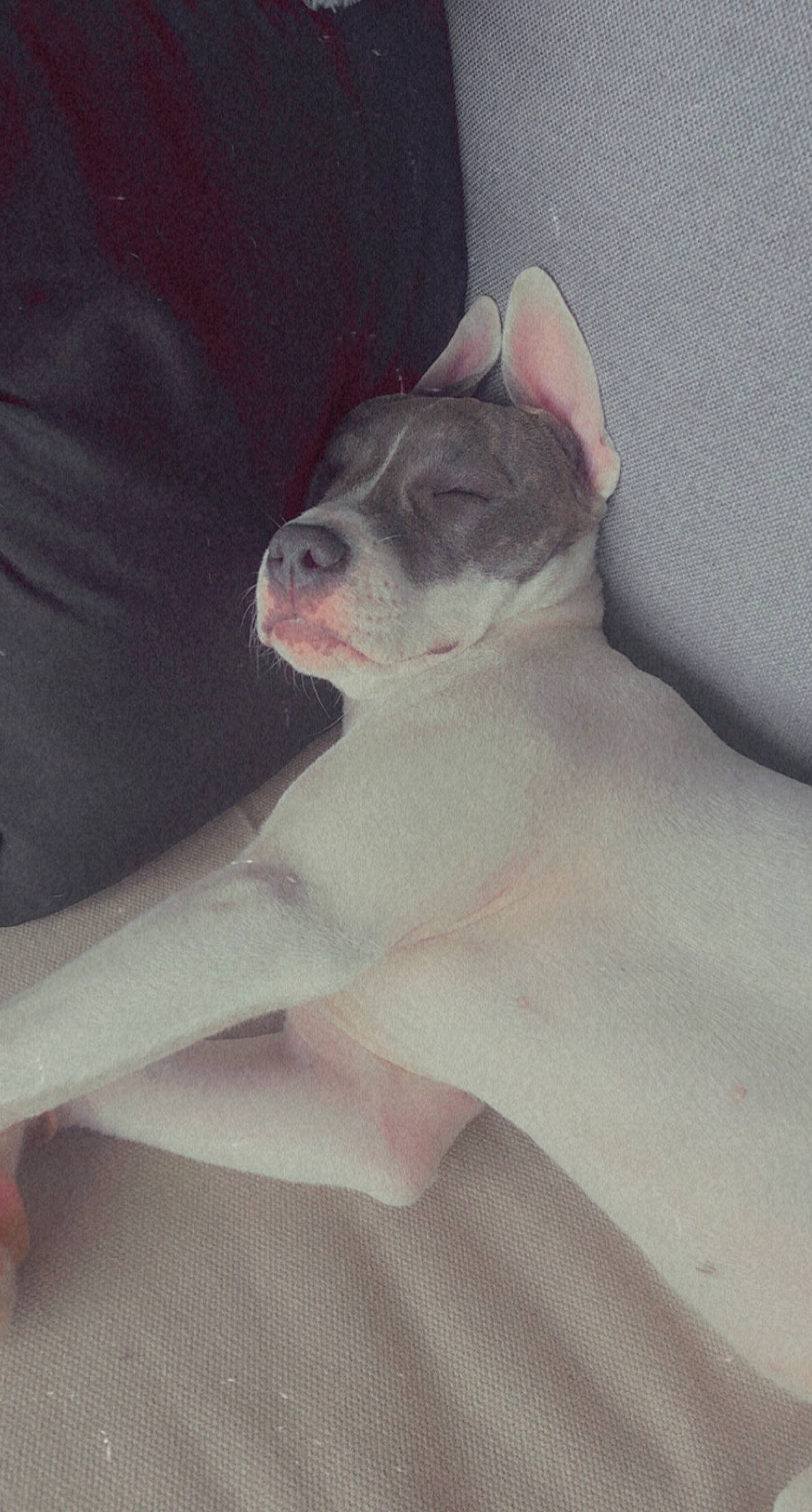 Enza participe au concours pour gagner de l'argent avec cette photo : bulldog, canidae, carnivore, comfort, companion_dog, dog, dog_breed, ear, elbow, eye, fawn, finger, flesh, human_leg, jaw, nail, paw, sitting, snout, whiskers