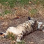 cat, tabby, animal, pet, grass, dirt, outdoor, relaxed, lying_down, playful, fur, whiskers, paws, nature, curious, ground, leaf, tabby_cat, resting, daylight