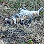 cat, tabby_cat, grass, outdoor, animal, pet, playful, nature, fur, whiskers, relaxing, wildlife, mammal, ground, eyes, cute, domestic_animal, lying_down, field, curious