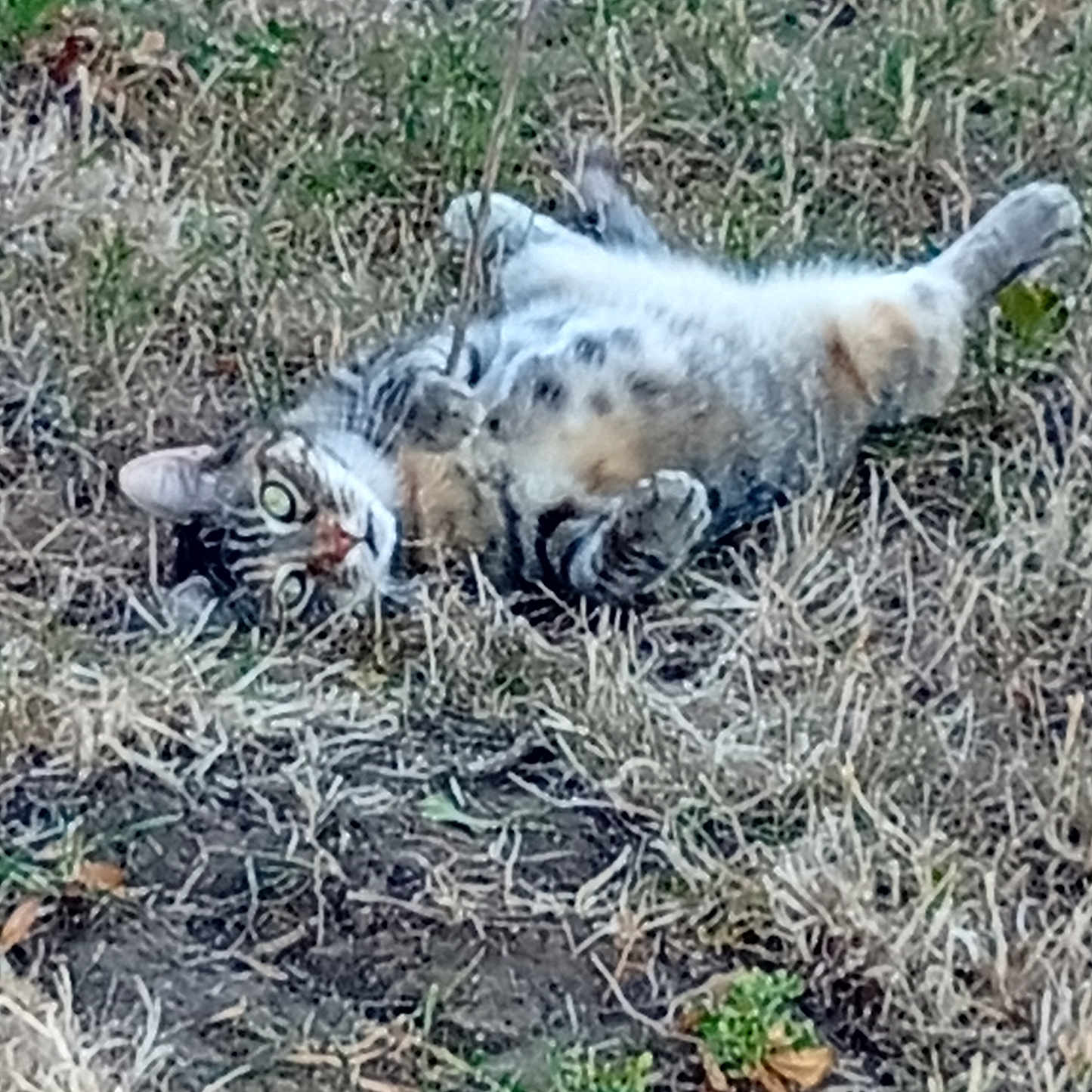Séverine Rousselot participe au concours pour gagner de l'argent avec cette photo : animal, cat, curious, cute, domestic_animal, eyes, field, fur, grass, ground, lying_down, mammal, nature, outdoor, pet, playful, relaxing, tabby_cat, whiskers, wildlife