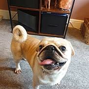 Knightly is registered to the contest to win money with this photo: animal, box, bread, bulldog, cabinet, canine, computerhardware, dog, electronics, face, food, hardware, head, monitor, person, pet, pug, puppy, screen, text