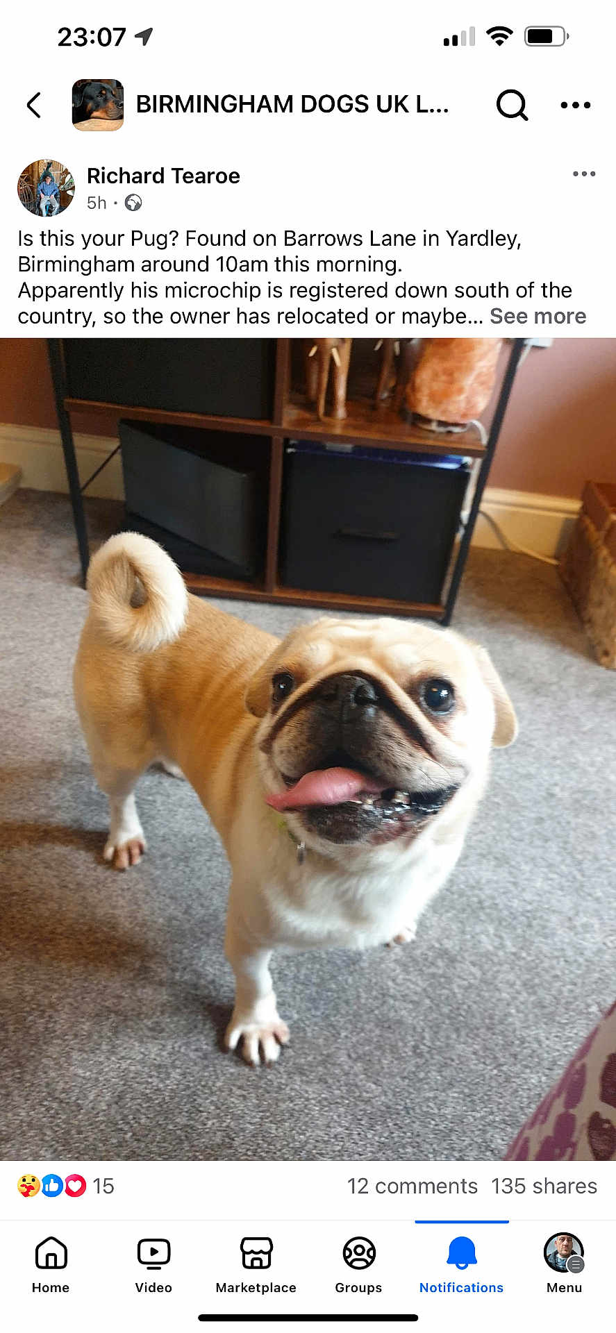 Knightly is registered to the contest to win money with this photo: animal, box, bread, bulldog, cabinet, canine, computerhardware, dog, electronics, face, food, hardware, head, monitor, person, pet, pug, puppy, screen, text