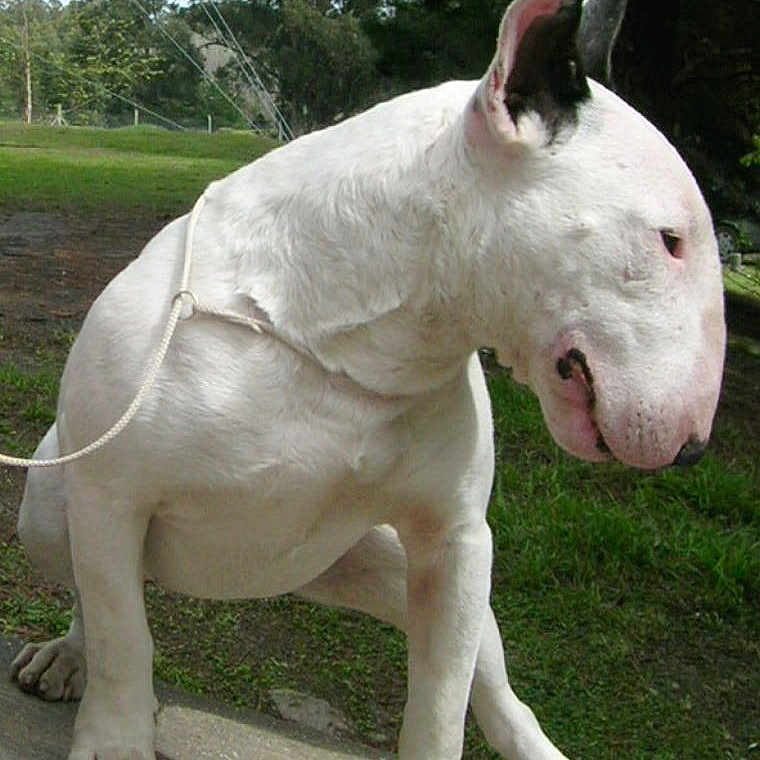 Mr. Fartwhistle joined the competition — help win amazing prizes! animal, bull_terrier, canine, collar, concrete, daylight, dog, ears, grass, leash, muzzle, nature, outdoor, park, paw, pet, quiet, side_view, sitting, white_dog