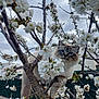 animal, blooming, blue_eyes, branches, cat, close_up, cloudy_sky, curious, cute, feline, fluffy, garden, nature, outdoor, pet, soft_fur, spring, tree, white_flowers, wildlife