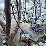 Winter participe au concours pour gagner de l'argent avec cette photo : animal, background, blossoms, blue_eyes, branches, cat, closeup, curious, daylight, feline, fluffy, garden, leaves, nature, outdoor, pet, sky, spring, tree, white_flowers