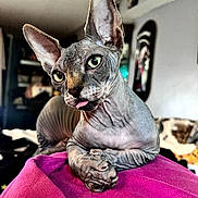 Krueger joined the competition — help win amazing prizes! sphynx_cat, cat, pet, indoor, pink_blanket, wrinkled_skin, large_ears, tongue_out, curious, playful, feline, animal, closeup, portrait, domestic_cat, cozy, relaxed, soft_background, cute, resting