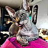 animal, cat, closeup, cozy, curious, cute, domestic_cat, feline, indoor, large_ears, pet, pink_blanket, playful, portrait, relaxed, resting, soft_background, sphynx_cat, tongue_out, wrinkled_skin
